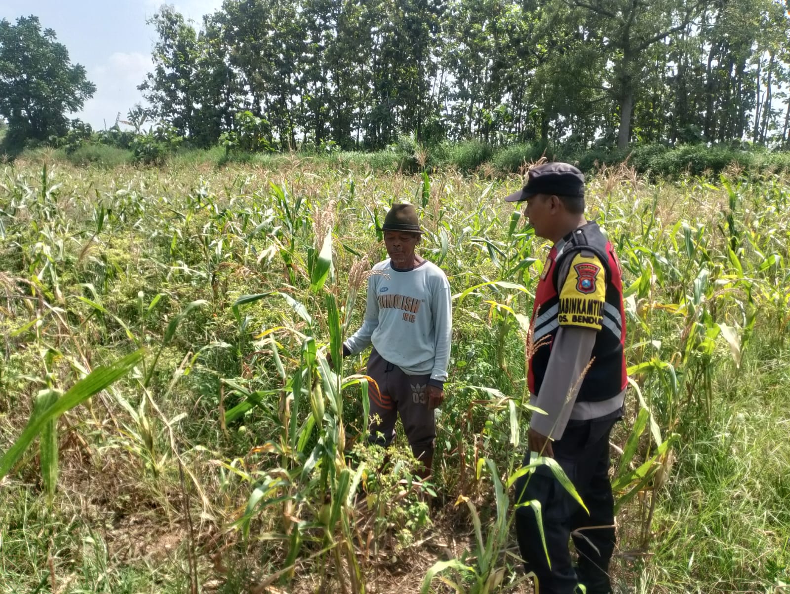 Bhabinkamtibmas Desa Bendung Dampingi Petani Jagung, Dukung Ketahanan Pangan Nasional